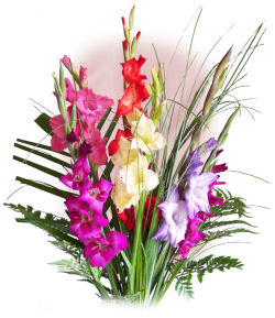 Gladiolus Bouquet